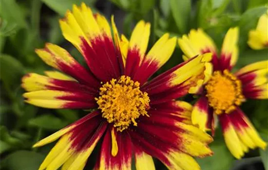 Coreopsis 'Uptick Yellow and Red'