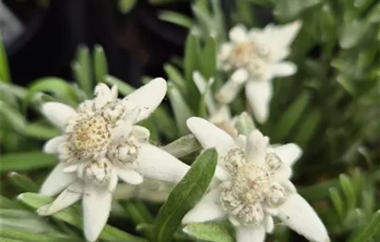 Leontopodium alpinum 'Watzmann'
