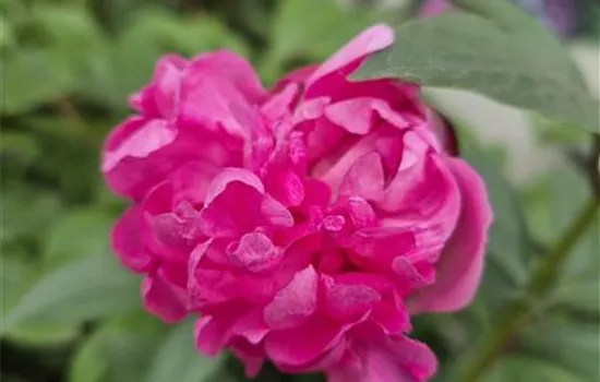 Paeonia lactiflora 'Felix Crousse'  Paeonia lactiflora 'Felix Crousse'