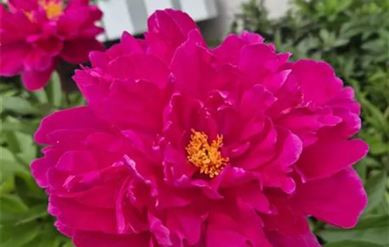 Paeonia lactiflora 'Victoire de la Marne'