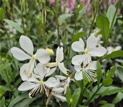 Gaura lind. 'Gaudi Medium White' Gaura lind. 'Gaudi Medium White'