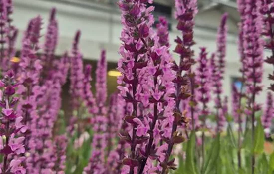 Salvia nemorosa 'Caradonna Pink' Salvia nemorosa 'Caradonna Pink'