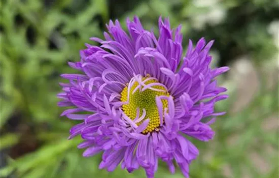 Erigeron hybridus 'Azure Beauty' Erigeron hybridus 'Azure Beauty'
