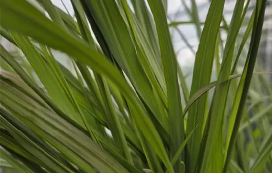 Pennisetum alopecurus 'Black Beauty'