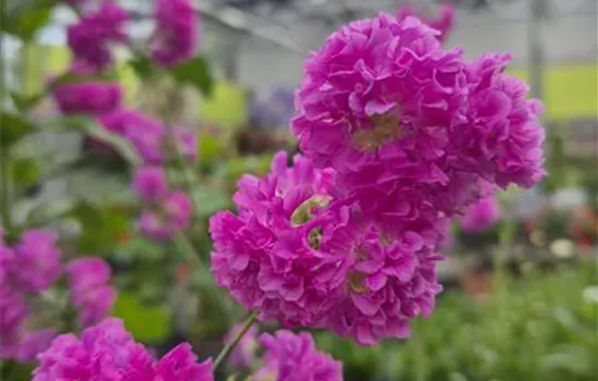 Lychnis viscaria 'Plena'