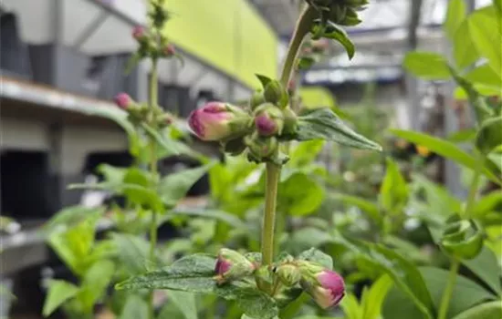 Penstemon hartwegii 'Polaris Purple'