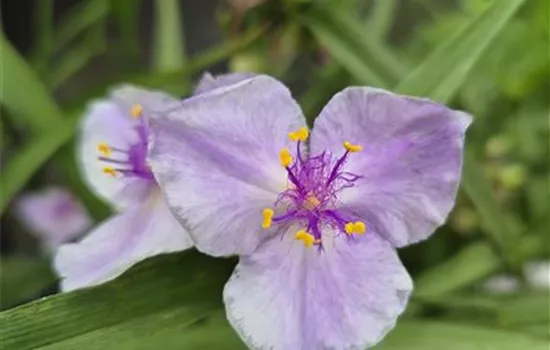Tradescantia andersoniana 'Bilberry Ice'