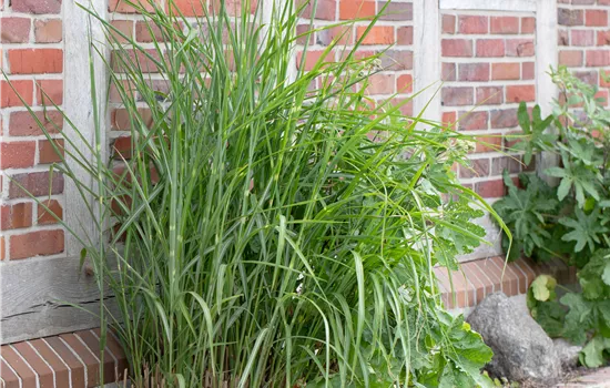 Miscanthus sinensis 'Little Zebra' Miscanthus sinensis 'Little Zebra'