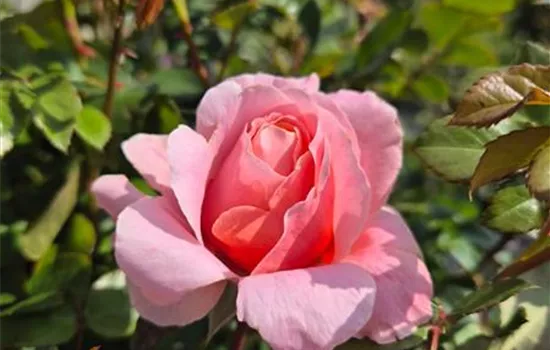 Château de Vaumarcus ®