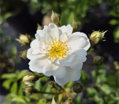 Guirlande d'Amour ®