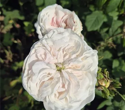 Damascena 'Mme Hardy' ®