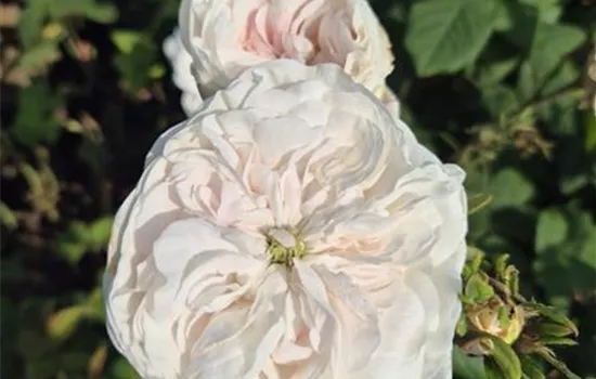 Damascena 'Mme Hardy' ® Damascena 'Mme Hardy' ®