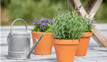Lavande officinale 'Spear Blue'