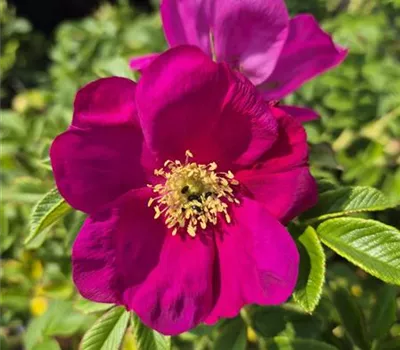 Berry Bush Aurora ® Berry Bush Aurora ®
