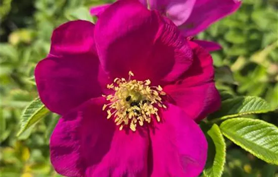 Berry Bush Aurora ®