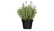 Lavande officinale 'Spear Blue'