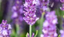Lavande officinale 'Spear Blue'