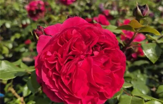 Red Leonardo da Vinci ®