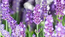 Lavande officinale 'Spear Blue'