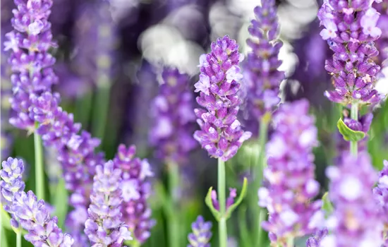 Lavandula angustifolia 'Spear Blue'