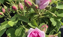 Rosiers arbustes 'Quatre Saisons'