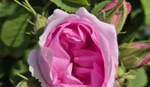 Rosiers arbustes 'Quatre Saisons'
