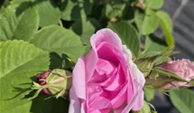 Rosiers arbustes 'Quatre Saisons'