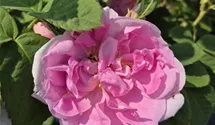 Rosiers arbustes 'Quatre Saisons'