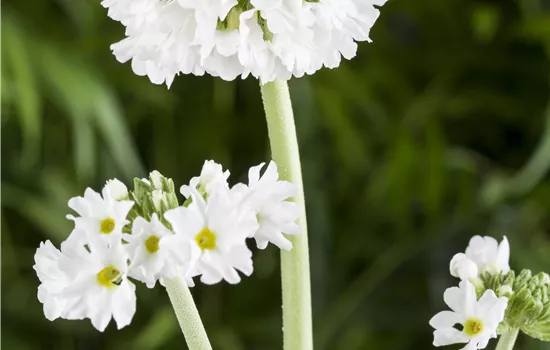Primula denticulata 'Alba'