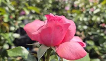 La Rose de Molinard ®