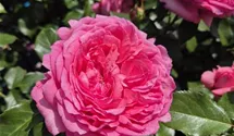 La Rose de Molinard ®