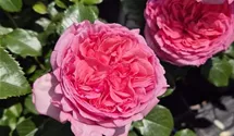 La Rose de Molinard ®