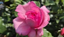 La Rose de Molinard ®