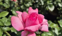 La Rose de Molinard ®
