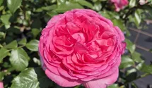 La Rose de Molinard ®