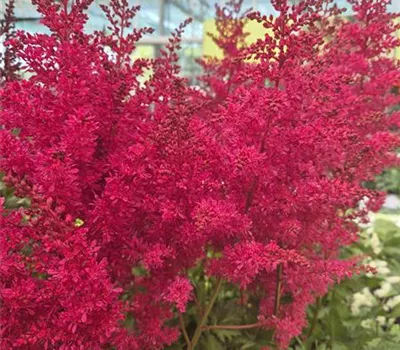 Astilbe arendsii 'Heavy Metal' Astilbe arendsii 'Heavy Metal'