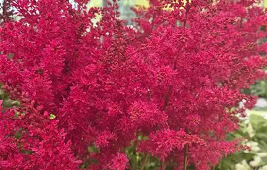 Astilbe arendsii 'Heavy Metal' Astilbe arendsii 'Heavy Metal'