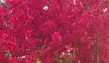 Prachtspiere 'Heavy Metal'