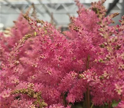 Astilbe arendsii 'Honky Tonk' Astilbe arendsii 'Honky Tonk'