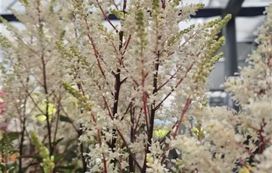 Astilbe arendsii 'Rock and Roll'