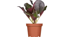 Bergenie/Bergenia/-40cm/sonnig-halb
