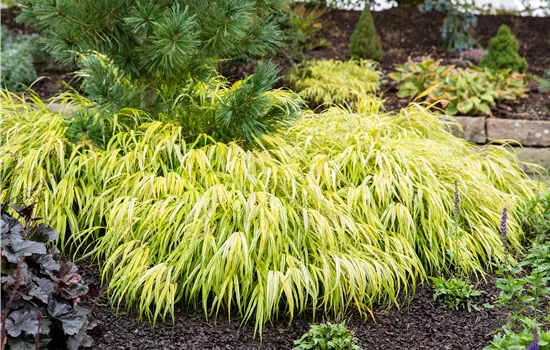 Hakonechloa macra 'All Gold'