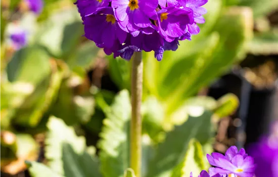 Primula denticulata 'Lilac'