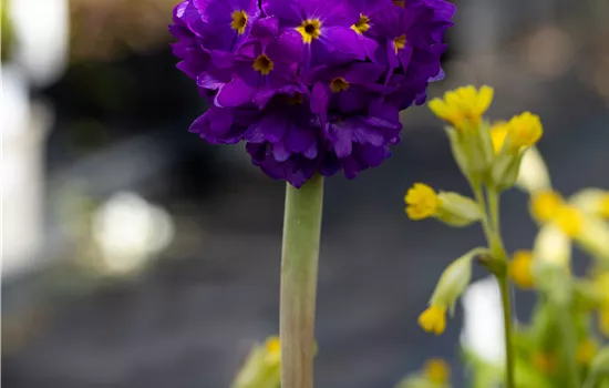 Primula denticulata 'Lilac' Primula denticulata 'Lilac'