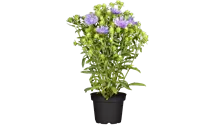Stokesia 'Mel's Blue'