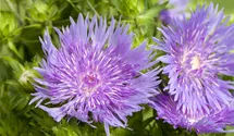 Stokesia 'Mel's Blue'