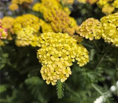 Achillea millefolium 'M.R. MixMasters Dance' Achillea millefolium 'M.R. MixMasters Dance'