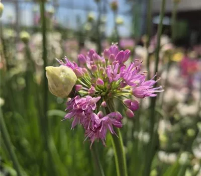 Allium 'Lavender Bubbles' Allium 'Lavender Bubbles'