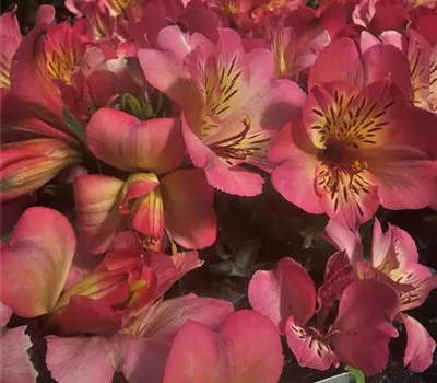 Alstroemeria hybrid 'Inticancha Malaga' Alstroemeria hybrid 'Inticancha Malaga'