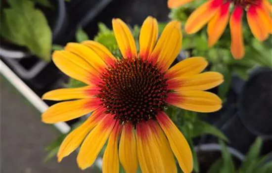 Echinacea purpurea 'Tequila Sunrise'